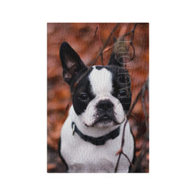 Обложка для паспорта матовая кожа с принтом Бостон Терьер в Петрозаводске, натуральная матовая кожа | размер 19,3 х 13,7 см; прозрачные пластиковые крепления | животное | порода | собака | французский бульдог