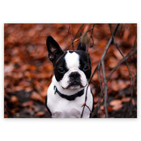 Поздравительная открытка с принтом Бостон Терьер в Петрозаводске, 100% бумага | плотность бумаги 280 г/м2, матовая, на обратной стороне линовка и место для марки
 | Тематика изображения на принте: животное | порода | собака | французский бульдог