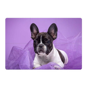 Магнитный плакат 3Х2 с принтом Французский бульдог в Петрозаводске, Полимерный материал с магнитным слоем | 6 деталей размером 9*9 см | животное | порода | собака | французский бульдог