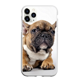 Чехол для iPhone 11 Pro матовый с принтом Французский бульдог в Петрозаводске, Силикон |  | животное | порода | собака | французский бульдог