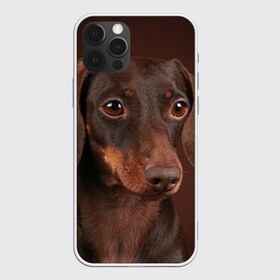 Чехол для iPhone 12 Pro Max с принтом Такса в Петрозаводске, Силикон |  | Тематика изображения на принте: животное | порода | собака | такса