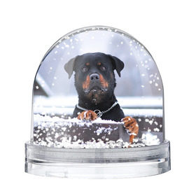 Снежный шар с принтом Ротвейлер в Петрозаводске, Пластик | Изображение внутри шара печатается на глянцевой фотобумаге с двух сторон | животное | порода | ротвейлер | собака