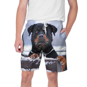 Мужские шорты 3D с принтом Ротвейлер в Петрозаводске,  полиэстер 100% | прямой крой, два кармана без застежек по бокам. Мягкая трикотажная резинка на поясе, внутри которой широкие завязки. Длина чуть выше колен | Тематика изображения на принте: животное | порода | ротвейлер | собака