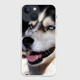 Чехол для iPhone 13 mini с принтом Хаски в Петрозаводске,  |  | животное | порода | собака | хаски