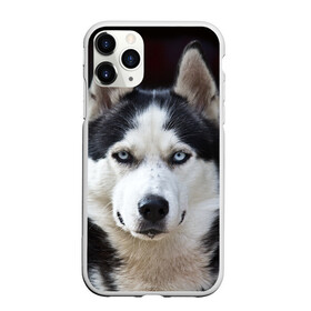 Чехол для iPhone 11 Pro матовый с принтом Хаски в Петрозаводске, Силикон |  | бандит | животное | порода | собака | хаски | хаски бандит