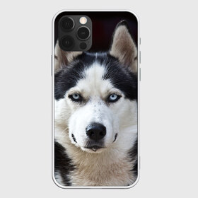 Чехол для iPhone 12 Pro Max с принтом Хаски в Петрозаводске, Силикон |  | Тематика изображения на принте: бандит | животное | порода | собака | хаски | хаски бандит