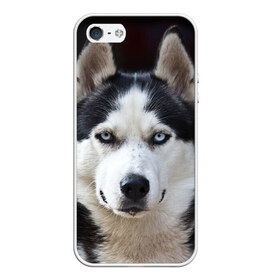 Чехол для iPhone 5/5S матовый с принтом Хаски в Петрозаводске, Силикон | Область печати: задняя сторона чехла, без боковых панелей | бандит | животное | порода | собака | хаски | хаски бандит