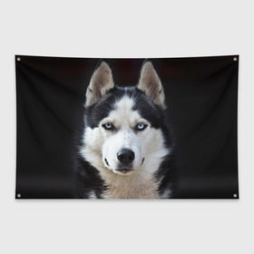 Флаг-баннер с принтом Хаски в Петрозаводске, 100% полиэстер | размер 67 х 109 см, плотность ткани — 95 г/м2; по краям флага есть четыре люверса для крепления | бандит | животное | порода | собака | хаски | хаски бандит
