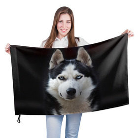 Флаг 3D с принтом Хаски в Петрозаводске, 100% полиэстер | плотность ткани — 95 г/м2, размер — 67 х 109 см. Принт наносится с одной стороны | бандит | животное | порода | собака | хаски | хаски бандит