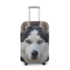 Чехол для чемодана 3D с принтом Хаски в Петрозаводске, 86% полиэфир, 14% спандекс | двустороннее нанесение принта, прорези для ручек и колес | бандит | животное | порода | собака | хаски | хаски бандит