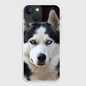 Чехол для iPhone 13 mini с принтом Хаски в Петрозаводске,  |  | бандит | животное | порода | собака | хаски | хаски бандит