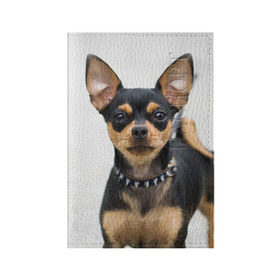 Обложка для паспорта матовая кожа с принтом Чихуахуа в Петрозаводске, натуральная матовая кожа | размер 19,3 х 13,7 см; прозрачные пластиковые крепления | Тематика изображения на принте: животное | порода | собака | чихуахуа