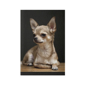 Обложка для паспорта матовая кожа с принтом Чихуахуа в Петрозаводске, натуральная матовая кожа | размер 19,3 х 13,7 см; прозрачные пластиковые крепления | Тематика изображения на принте: животное | порода | собака | чихуахуа