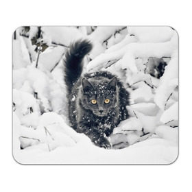 Коврик прямоугольный с принтом Кот в снегу в Петрозаводске, натуральный каучук | размер 230 х 185 мм; запечатка лицевой стороны | Тематика изображения на принте: ветки | дикий | домашнее | животное | зима | кот | котэ | кошка | снег | сугробы
