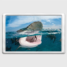 Магнит 45*70 с принтом Хищная акула в Петрозаводске, Пластик | Размер: 78*52 мм; Размер печати: 70*45 | акула | море | океан | природа | хищник