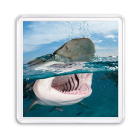 Магнит 55*55 с принтом Хищная акула в Петрозаводске, Пластик | Размер: 65*65 мм; Размер печати: 55*55 мм | акула | море | океан | природа | хищник