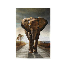 Обложка для паспорта матовая кожа с принтом Дикий слон в Петрозаводске, натуральная матовая кожа | размер 19,3 х 13,7 см; прозрачные пластиковые крепления | слон