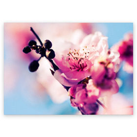 Поздравительная открытка с принтом Цветущая вишня в Петрозаводске, 100% бумага | плотность бумаги 280 г/м2, матовая, на обратной стороне линовка и место для марки
 | вишня | дерево | небо | природа | черешня | ягода