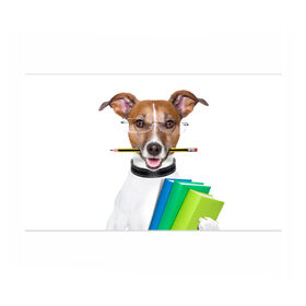 Бумага для упаковки 3D с принтом Ученый пес в Петрозаводске, пластик и полированная сталь | круглая форма, металлическое крепление в виде кольца | домашнее | животное | карандаш | книги | очки | ошейник | пес | прикол | собака в очках | умный | ученый