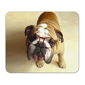 Коврик прямоугольный с принтом Бульдог в очках в Петрозаводске, натуральный каучук | размер 230 х 185 мм; запечатка лицевой стороны | Тематика изображения на принте: бульдог в очках | домашнее | животное | очки | пес | прикол | собака | умный | ученый