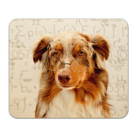 Коврик прямоугольный с принтом Собака в очках в Петрозаводске, натуральный каучук | размер 230 х 185 мм; запечатка лицевой стороны | Тематика изображения на принте: домашнее | животное | очки | пес | прикол | собака в очках | умный | ученый