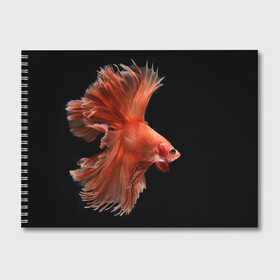 Альбом для рисования с принтом Бойцовая рыбка в Петрозаводске, 100% бумага
 | матовая бумага, плотность 200 мг. | Тематика изображения на принте: аквариумная | бойцовая | красивый | плавники | рыба | рыбка | хвост | япаонская