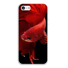Чехол силиконовый для Телефон Apple iPhone 5/5S с принтом Бойцовая рыбка в Петрозаводске, Силикон | Область печати: задняя сторона чехла, без боковых панелей | аквариумная | бойцовая | красивый | плавники | рыба | рыбка | хвост | япаонская