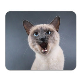 Коврик прямоугольный с принтом Злой кот в Петрозаводске, натуральный каучук | размер 230 х 185 мм; запечатка лицевой стороны | взгляд | домашнее | животное | злой | зубы | клыки | кот | котэ | кошка | оскал | сеамский