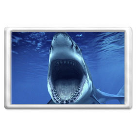 Магнит 45*70 с принтом Белая акула в Петрозаводске, Пластик | Размер: 78*52 мм; Размер печати: 70*45 | shark | море | синий