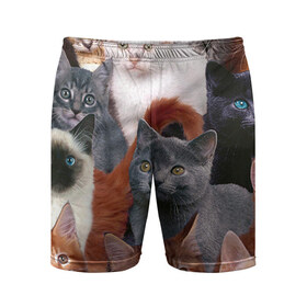 Мужские шорты 3D спортивные с принтом Коты в Петрозаводске,  |  | animal | cat | cats | животные | кот | котики | коты | кошка
