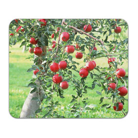 Коврик прямоугольный с принтом Яблоки в Петрозаводске, натуральный каучук | размер 230 х 185 мм; запечатка лицевой стороны | дерево | зелень | красные | сад | яблоки