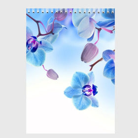 Скетчбук с принтом Голубая орхидея в Петрозаводске, 100% бумага
 | 48 листов, плотность листов — 100 г/м2, плотность картонной обложки — 250 г/м2. Листы скреплены сверху удобной пружинной спиралью | голубая орхидея | красота | орхидеи | природа | цветок | цветочек | цветы