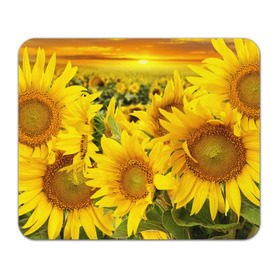 Коврик прямоугольный с принтом Подсолнухи в Петрозаводске, натуральный каучук | размер 230 х 185 мм; запечатка лицевой стороны | желтый | солнце | цветок | яркий
