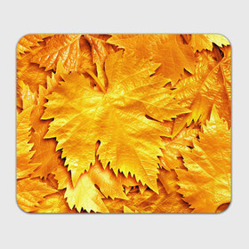 Коврик прямоугольный с принтом Золотая осень в Петрозаводске, натуральный каучук | размер 230 х 185 мм; запечатка лицевой стороны | жёлтый | золотой | клён | красота | листва | листья | наряд | осень | осина | покров | природа