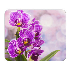 Коврик прямоугольный с принтом Божественная орхидея в Петрозаводске, натуральный каучук | размер 230 х 185 мм; запечатка лицевой стороны | 8 марта | букет | весна | красота | куст | лето | орхидея | подарок | сиреневый цвет | цветок | шикарный цветочек