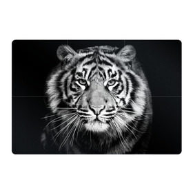 Магнитный плакат 3Х2 с принтом Красавец тигр в Петрозаводске, Полимерный материал с магнитным слоем | 6 деталей размером 9*9 см | джунгли | дикая кошка | животные | зверь | король | кровь | мясо | опасность | охотник | тигр | хищник | царь | цирк
