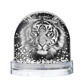 Снежный шар с принтом Красавец тигр в Петрозаводске, Пластик | Изображение внутри шара печатается на глянцевой фотобумаге с двух сторон | джунгли | дикая кошка | животные | зверь | король | кровь | мясо | опасность | охотник | тигр | хищник | царь | цирк