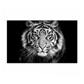 Бумага для упаковки 3D с принтом Красавец тигр в Петрозаводске, пластик и полированная сталь | круглая форма, металлическое крепление в виде кольца | джунгли | дикая кошка | животные | зверь | король | кровь | мясо | опасность | охотник | тигр | хищник | царь | цирк