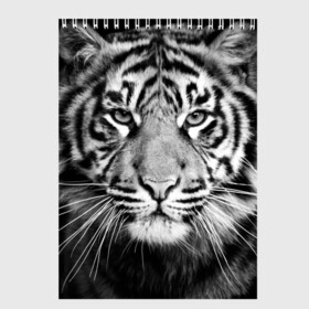 Скетчбук с принтом Красавец тигр в Петрозаводске, 100% бумага
 | 48 листов, плотность листов — 100 г/м2, плотность картонной обложки — 250 г/м2. Листы скреплены сверху удобной пружинной спиралью | Тематика изображения на принте: джунгли | дикая кошка | животные | зверь | король | кровь | мясо | опасность | охотник | тигр | хищник | царь | цирк