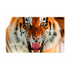 Бумага для упаковки 3D с принтом Амурский тигр в Петрозаводске, пластик и полированная сталь | круглая форма, металлическое крепление в виде кольца | Тематика изображения на принте: амур | голова | животные | кошка | оскал | тигр