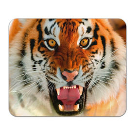 Коврик прямоугольный с принтом Амурский тигр в Петрозаводске, натуральный каучук | размер 230 х 185 мм; запечатка лицевой стороны | Тематика изображения на принте: амур | голова | животные | кошка | оскал | тигр