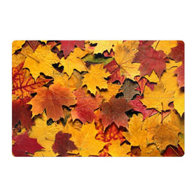 Магнитный плакат 3Х2 с принтом Осень на дворе в Петрозаводске, Полимерный материал с магнитным слоем | 6 деталей размером 9*9 см | бордовый | жёлтый | красный | листва | листья