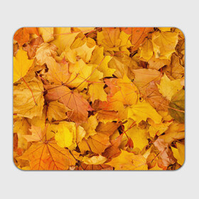 Коврик прямоугольный с принтом Золотая листва в Петрозаводске, натуральный каучук | размер 230 х 185 мм; запечатка лицевой стороны | жёлтый осень | золото | листья