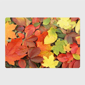 Магнитный плакат 3Х2 с принтом Осенние листья в Петрозаводске, Полимерный материал с магнитным слоем | 6 деталей размером 9*9 см | жёлтый | красный | листва | оранжевый | осень