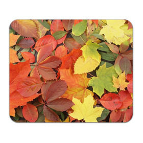 Коврик прямоугольный с принтом Осенние листья в Петрозаводске, натуральный каучук | размер 230 х 185 мм; запечатка лицевой стороны | жёлтый | красный | листва | оранжевый | осень