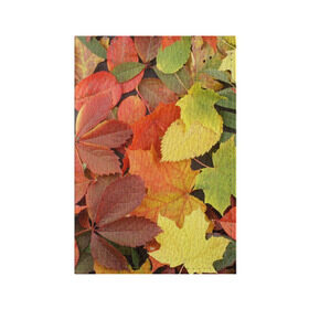 Обложка для паспорта матовая кожа с принтом Осенние листья в Петрозаводске, натуральная матовая кожа | размер 19,3 х 13,7 см; прозрачные пластиковые крепления | Тематика изображения на принте: жёлтый | красный | листва | оранжевый | осень