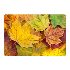 Магнитный плакат 3Х2 с принтом Осенние листья в Петрозаводске, Полимерный материал с магнитным слоем | 6 деталей размером 9*9 см | Тематика изображения на принте: жёлтый | зелёный | клён | листва