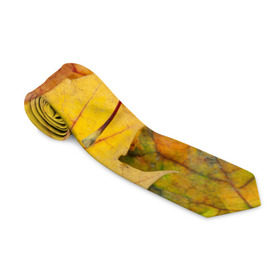 Галстук 3D с принтом Осенние листья в Петрозаводске, 100% полиэстер | Длина 148 см; Плотность 150-180 г/м2 | Тематика изображения на принте: жёлтый | зелёный | клён | листва