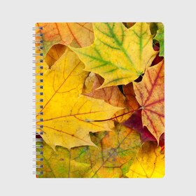 Тетрадь с принтом Осенние листья в Петрозаводске, 100% бумага | 48 листов, плотность листов — 60 г/м2, плотность картонной обложки — 250 г/м2. Листы скреплены сбоку удобной пружинной спиралью. Уголки страниц и обложки скругленные. Цвет линий — светло-серый
 | жёлтый | зелёный | клён | листва