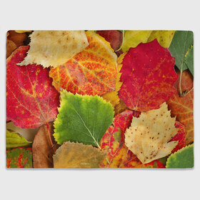 Плед 3D с принтом Осень в Петрозаводске, 100% полиэстер | закругленные углы, все края обработаны. Ткань не мнется и не растягивается | берёза | дары осени | жёлтый | зелёный | золотой | краски | красный | красота | листва | листья | наряд | оранжевый | осень | осина | покров | природа